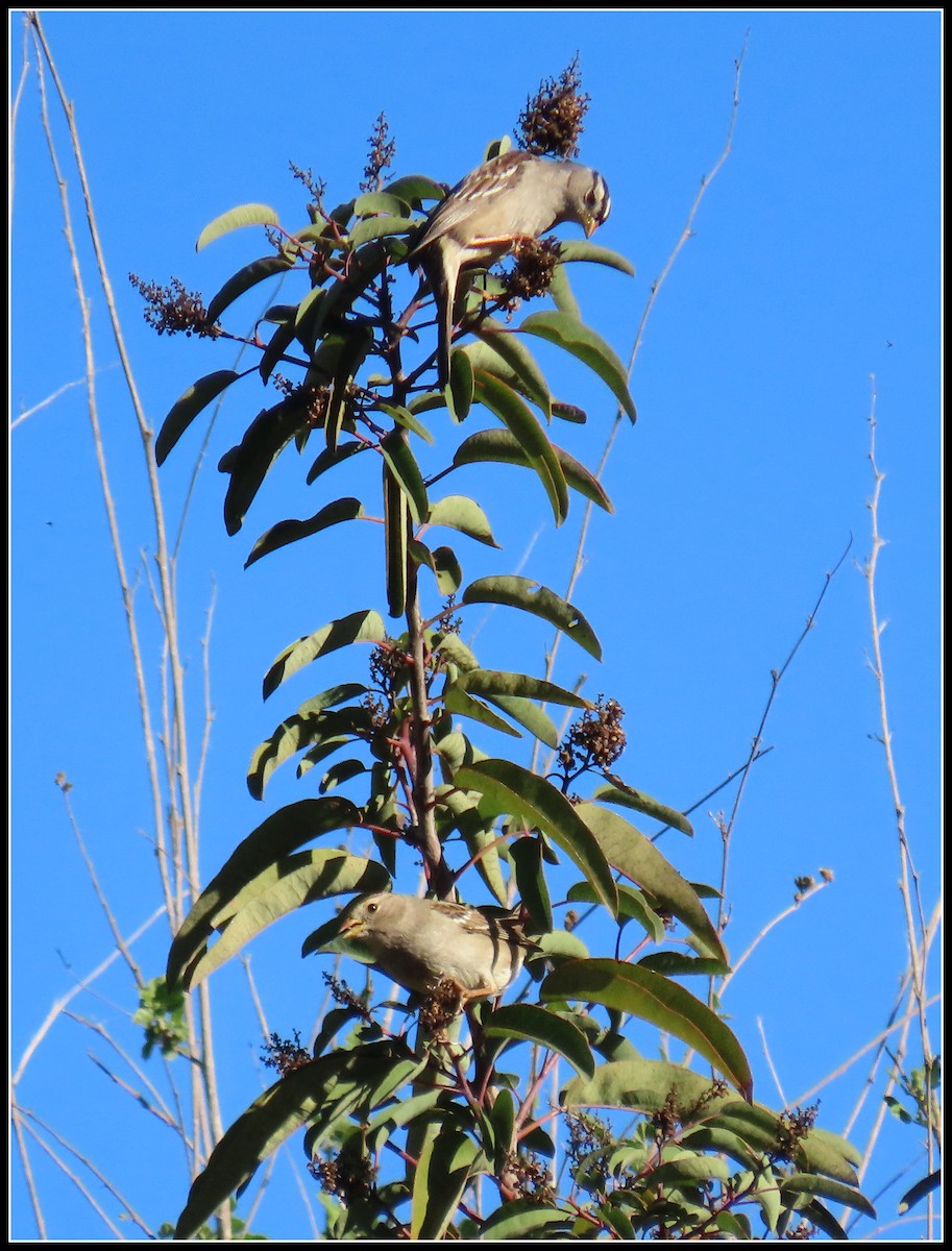 White-crowned Sparrow - ML646360139