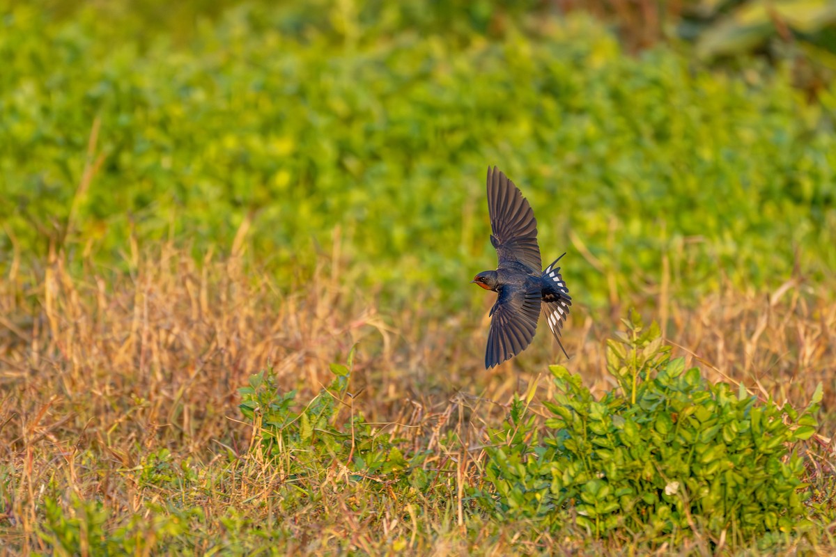 Ластівка сільська - ML646360140
