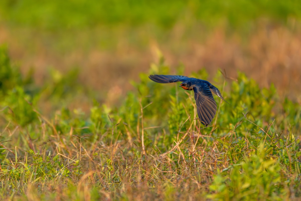 Ластівка сільська - ML646360141
