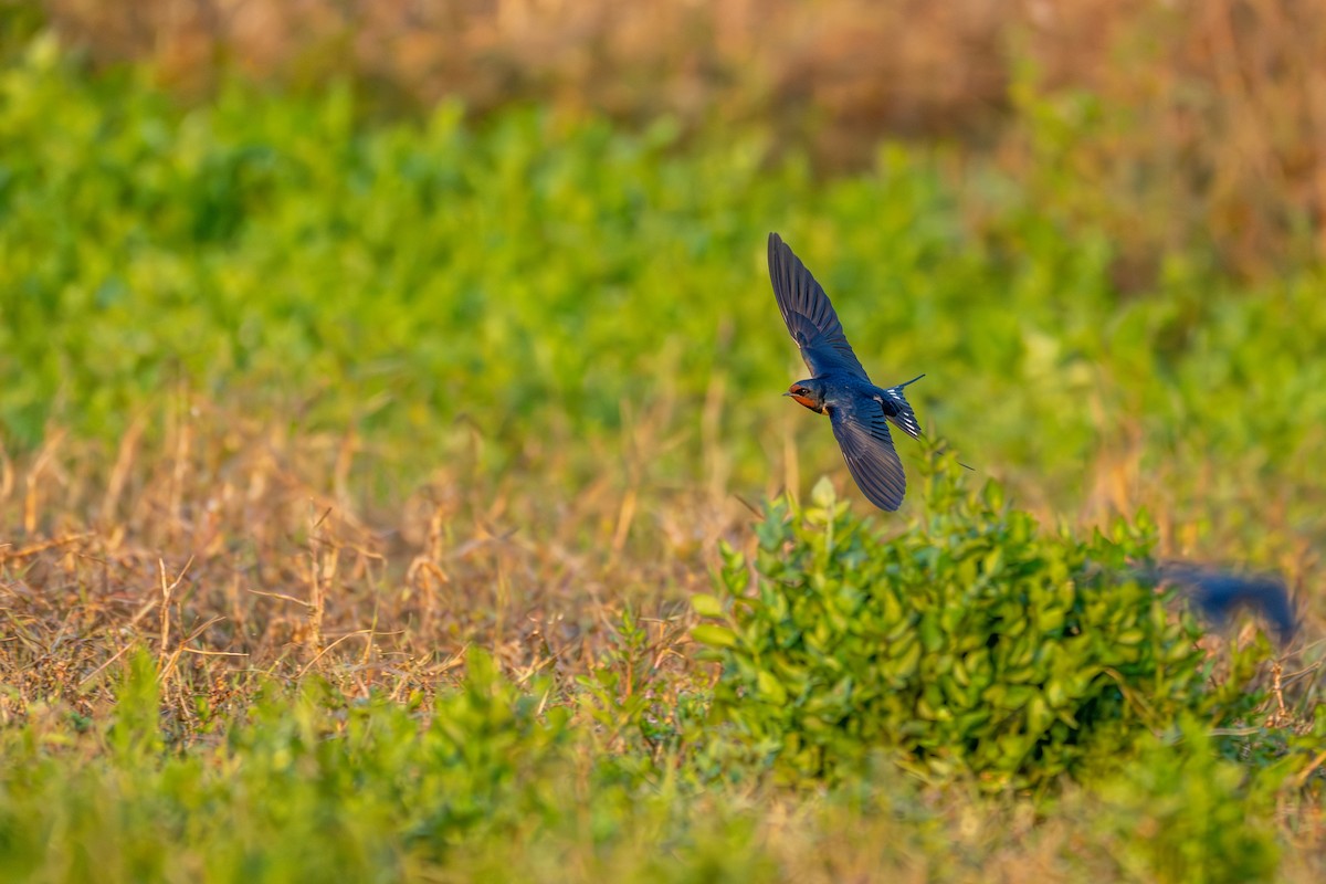 Ластівка сільська - ML646360142
