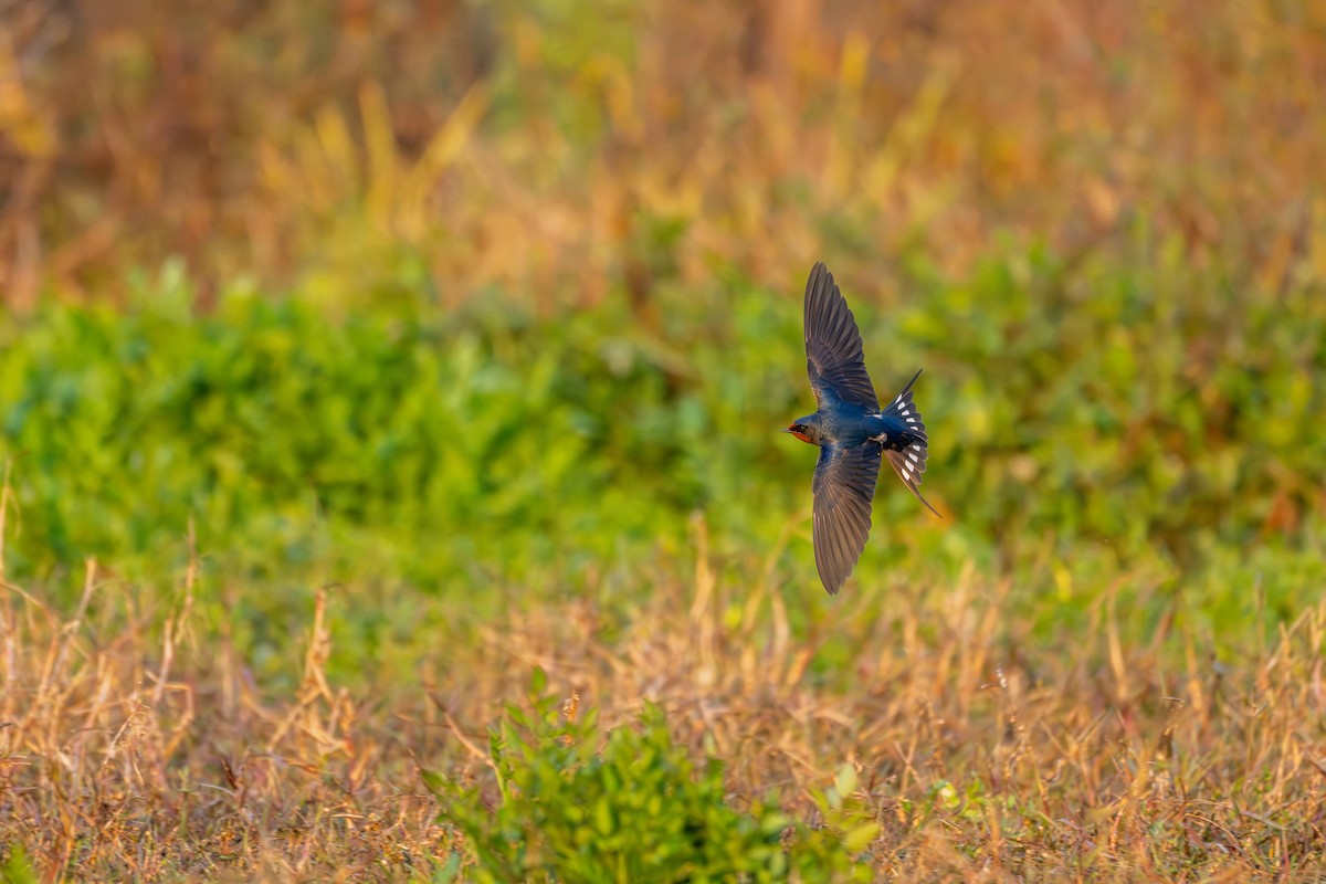 Ластівка сільська - ML646360143