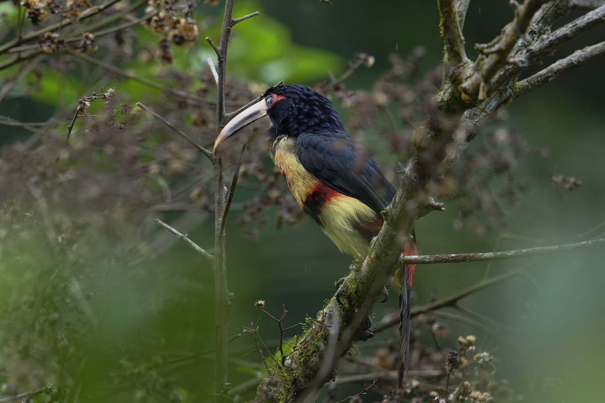 Pale-mandibled Aracari - ML646360144