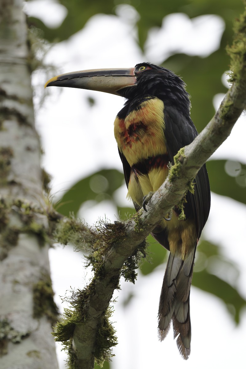 Pale-mandibled Aracari - ML646360145