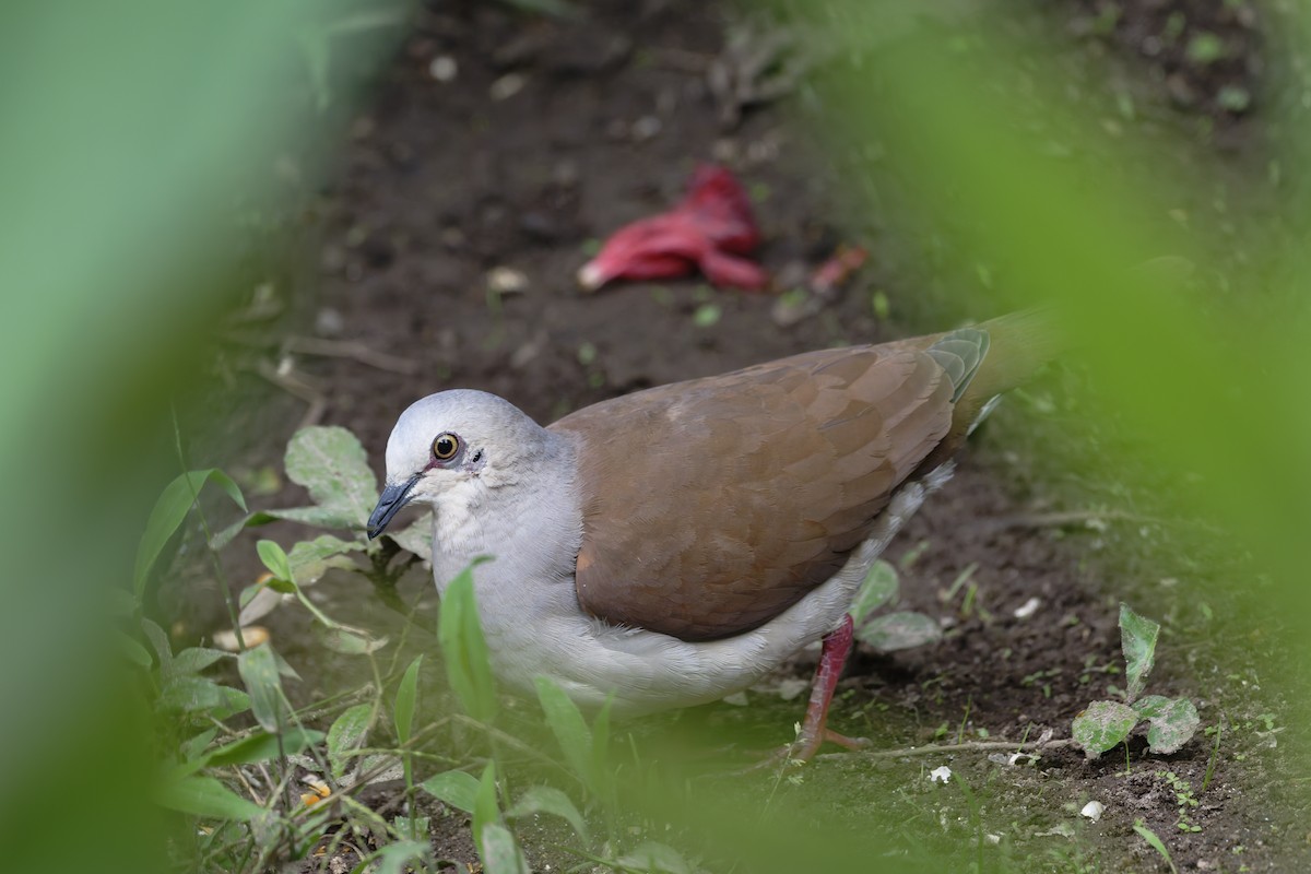 Pallid Dove - ML646360148