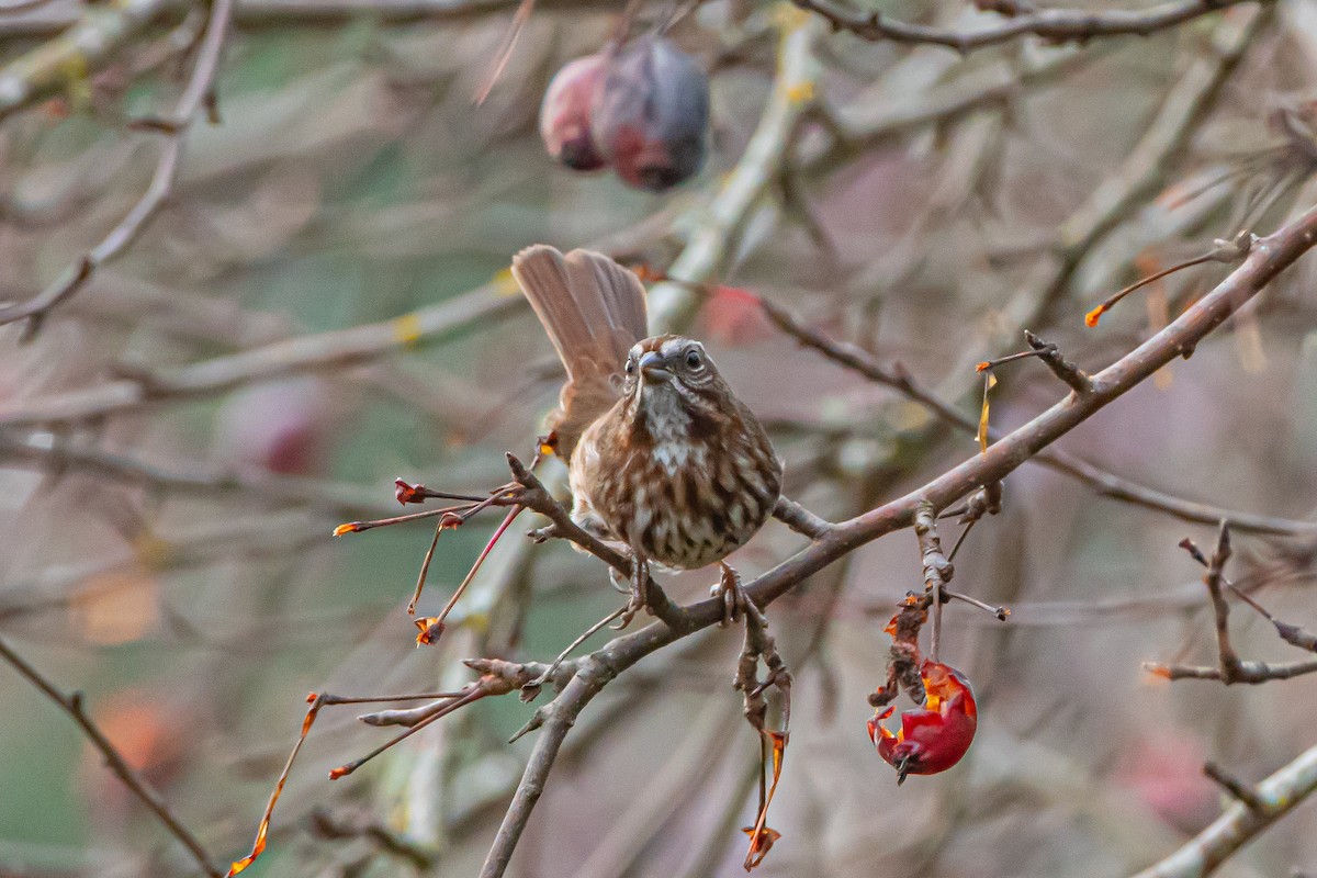 strnadec zpěvný - ML646360149