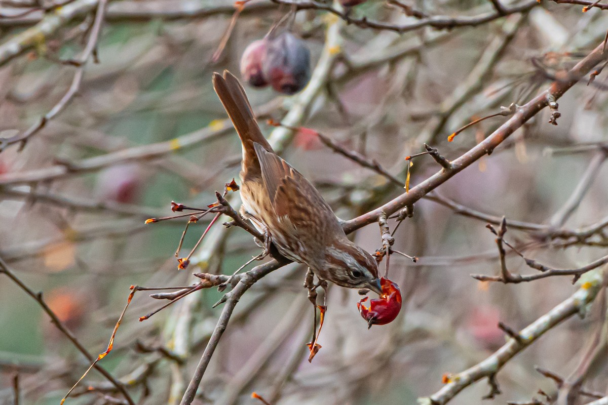 strnadec zpěvný - ML646360150
