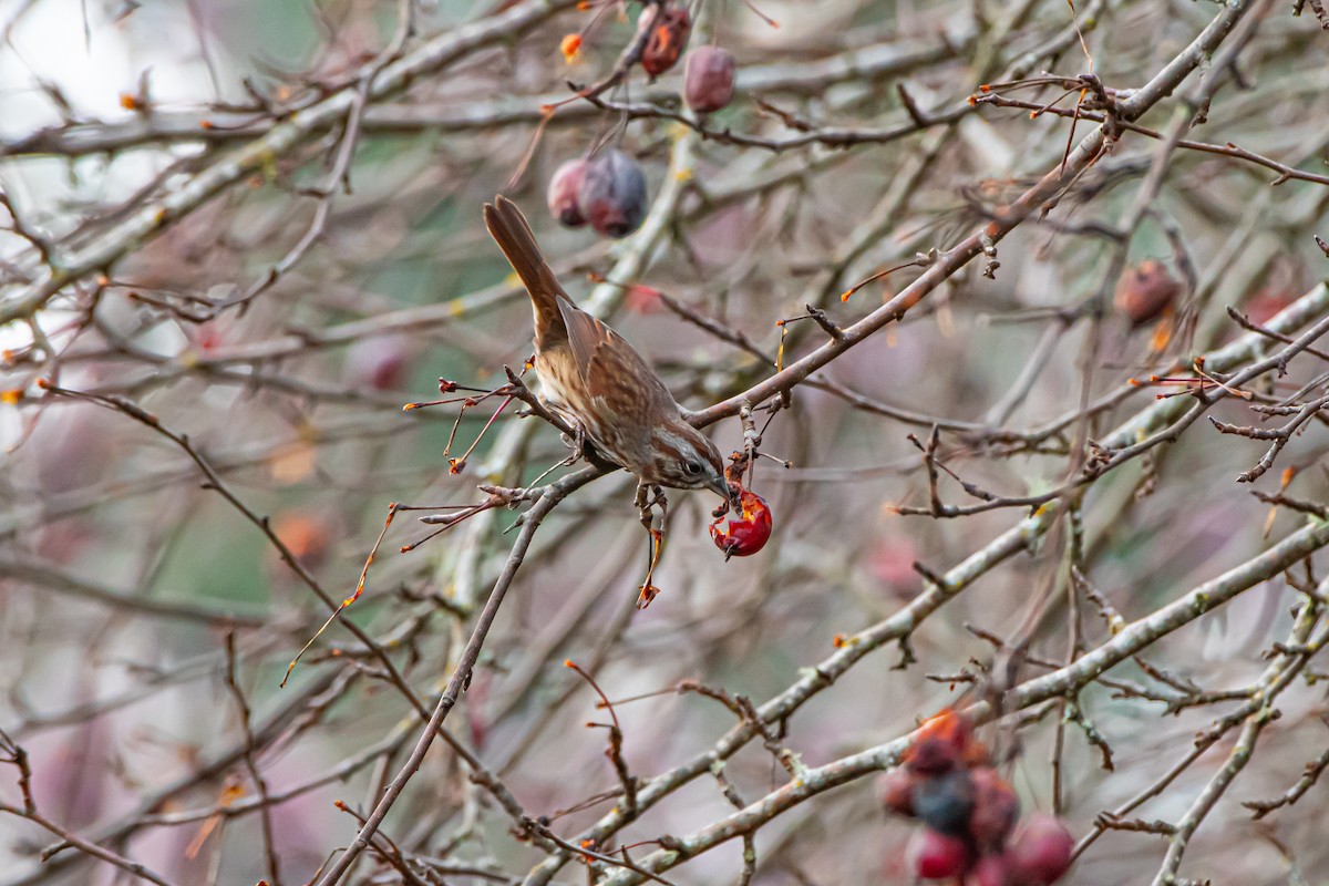 strnadec zpěvný - ML646360151