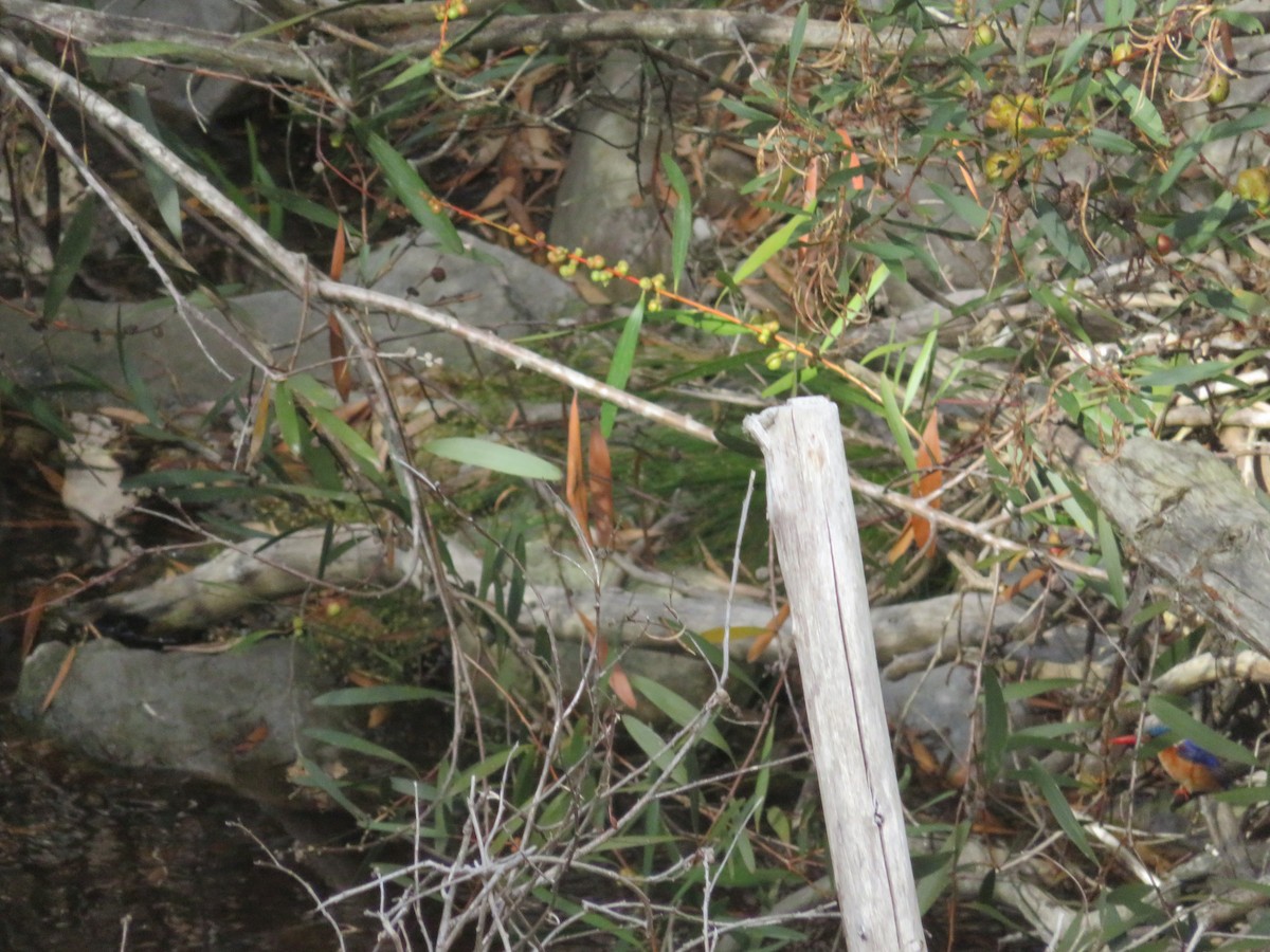 Malachite Kingfisher - ML646360153