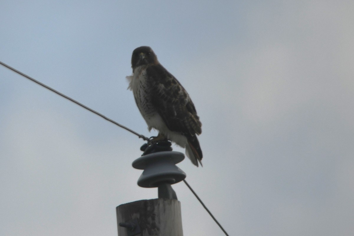 Red-tailed Hawk - ML646360154