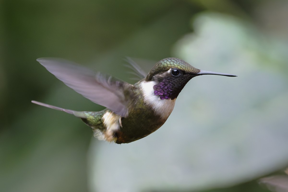 Purple-throated Woodstar - ML646360157