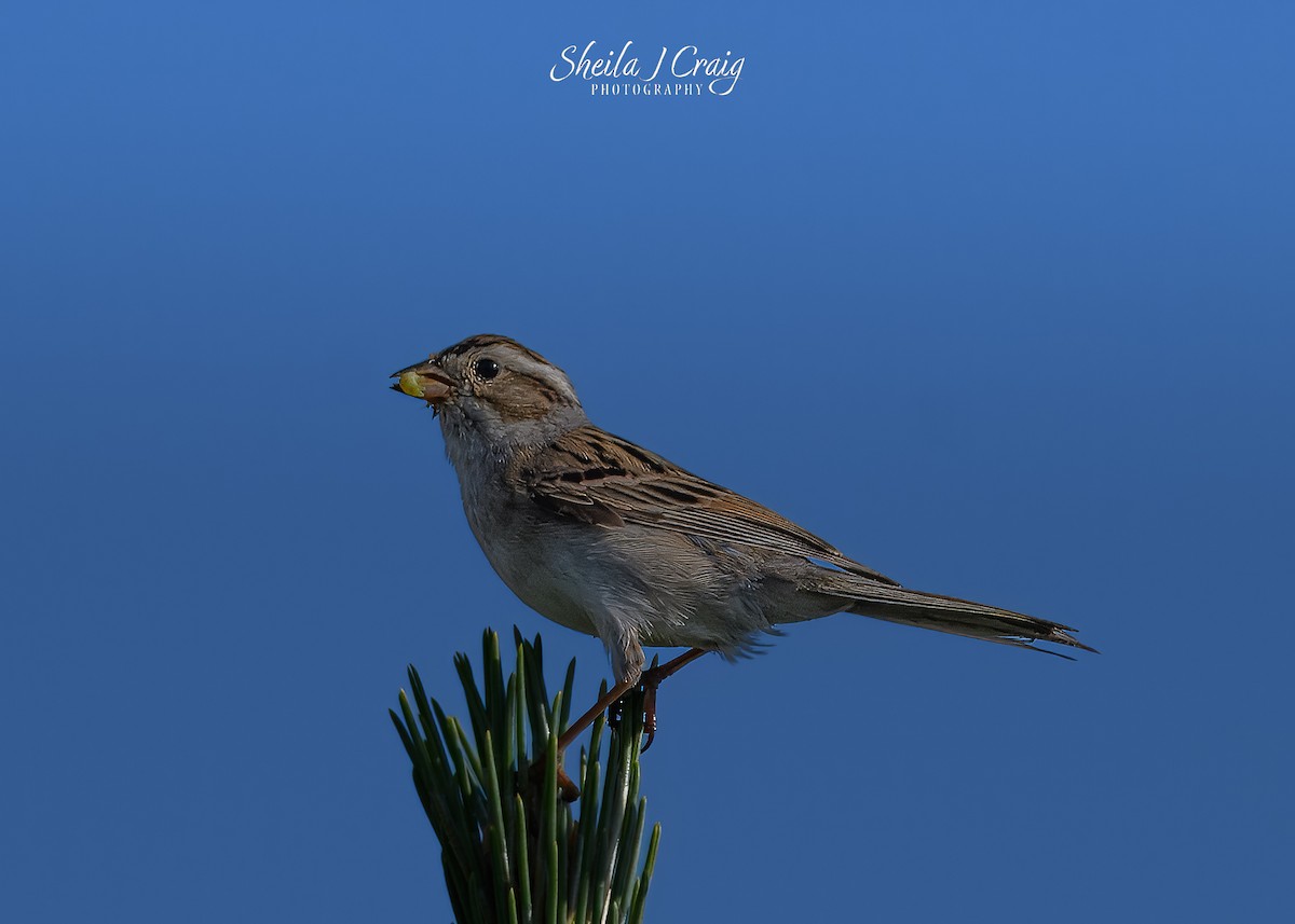 Clay-colored Sparrow - ML646360160