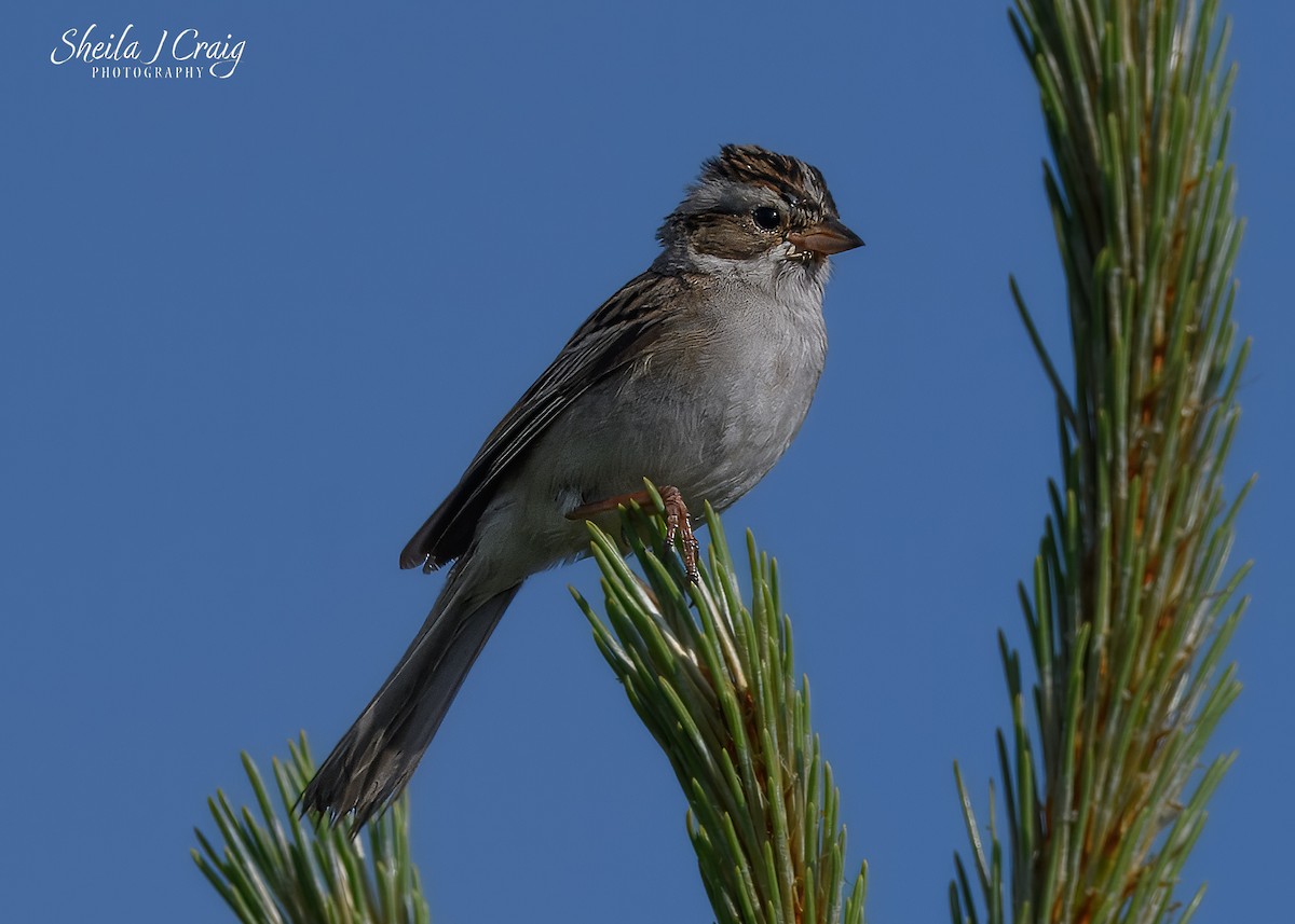 Clay-colored Sparrow - ML646360162