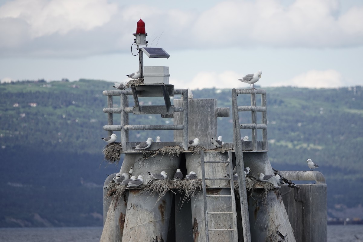 Black-legged Kittiwake - ML646360163