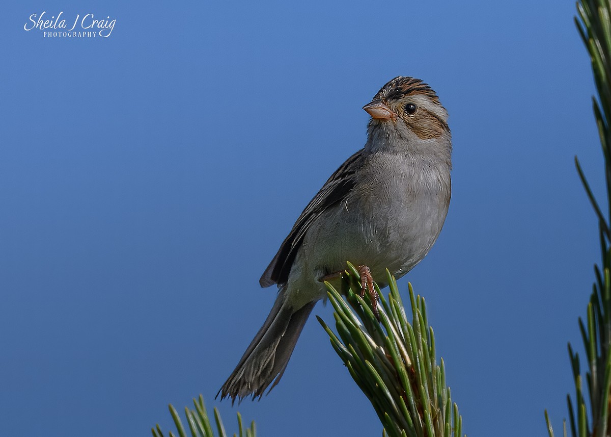 Clay-colored Sparrow - ML646360169