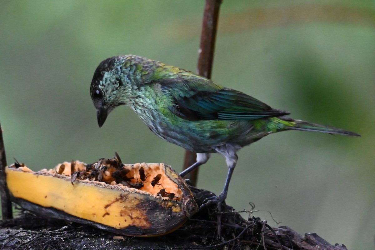 Black-capped Tanager - ML646360170