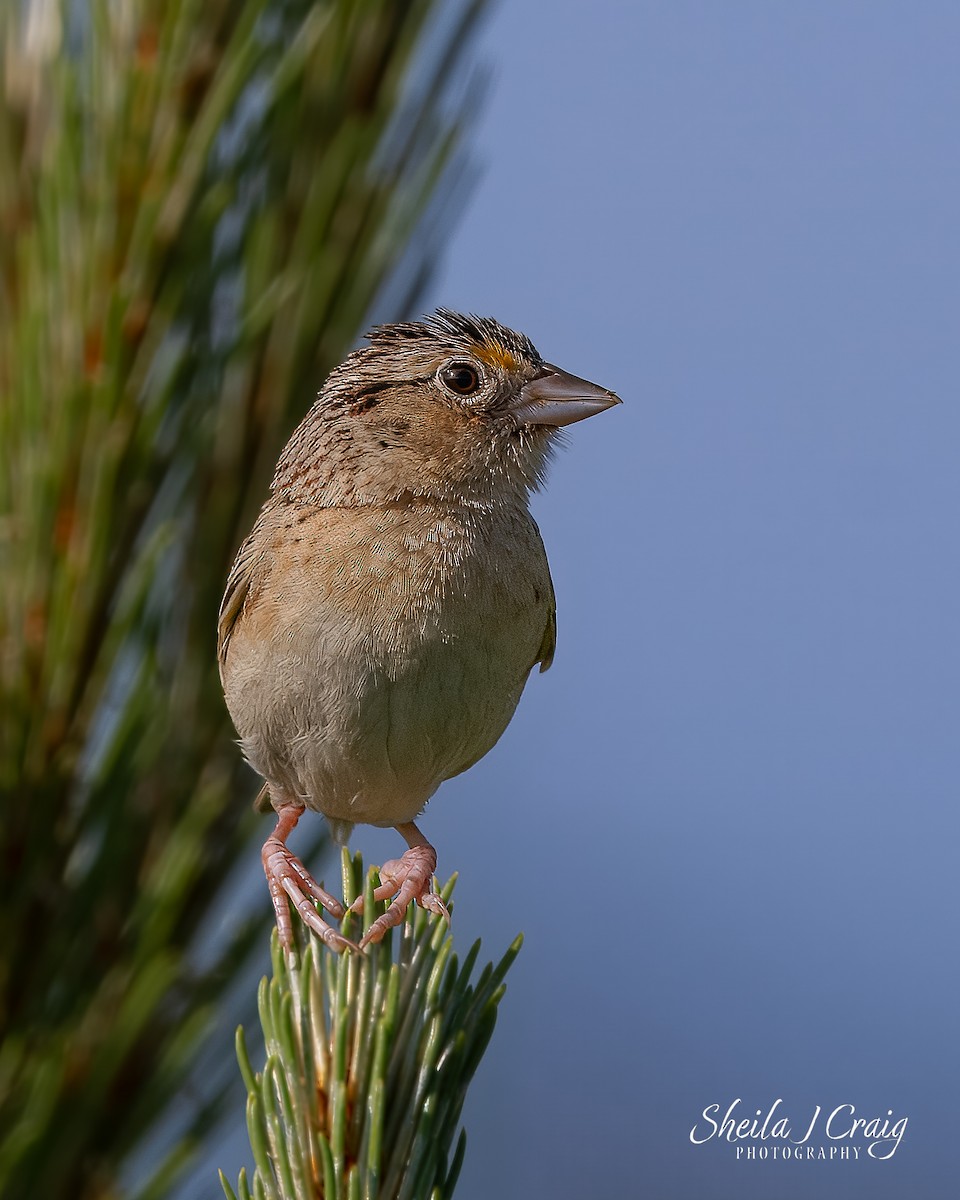 Grasshopper Sparrow - ML646360172