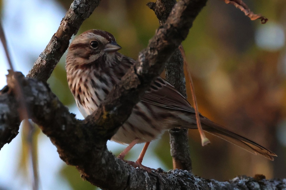 strnadec zpěvný - ML646360173