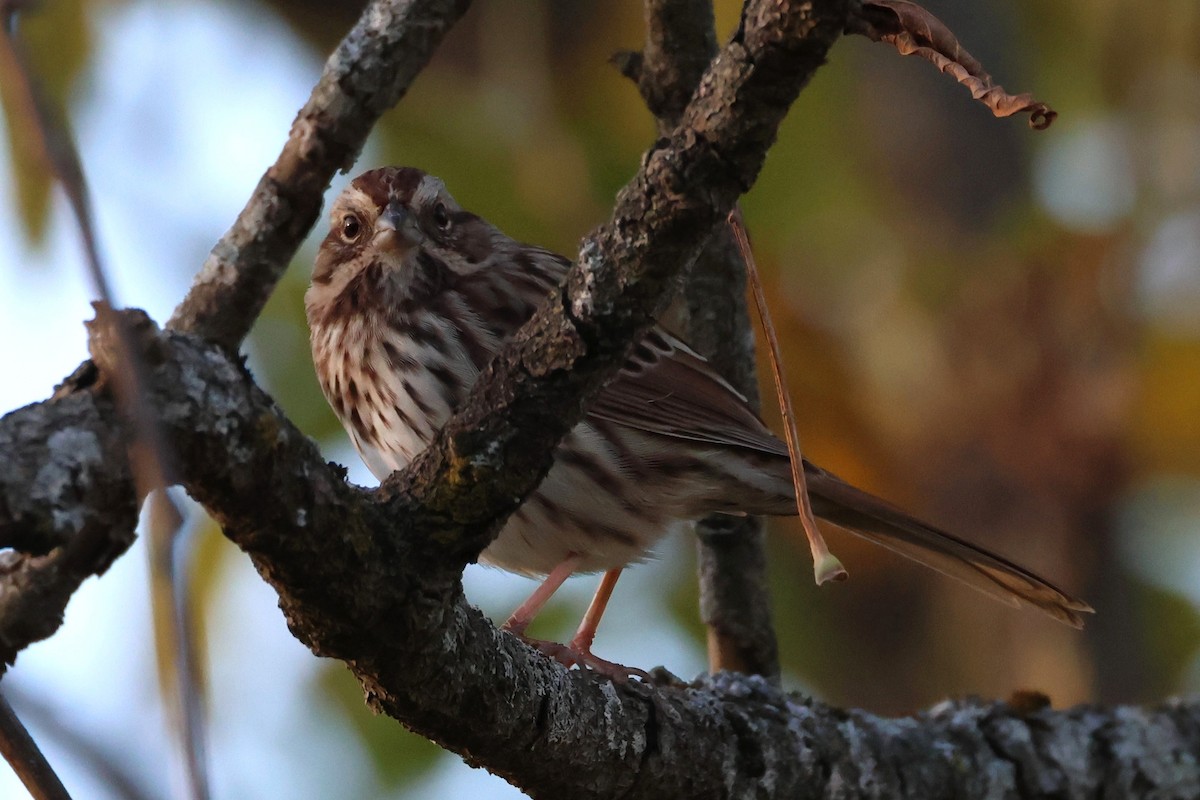 strnadec zpěvný - ML646360174