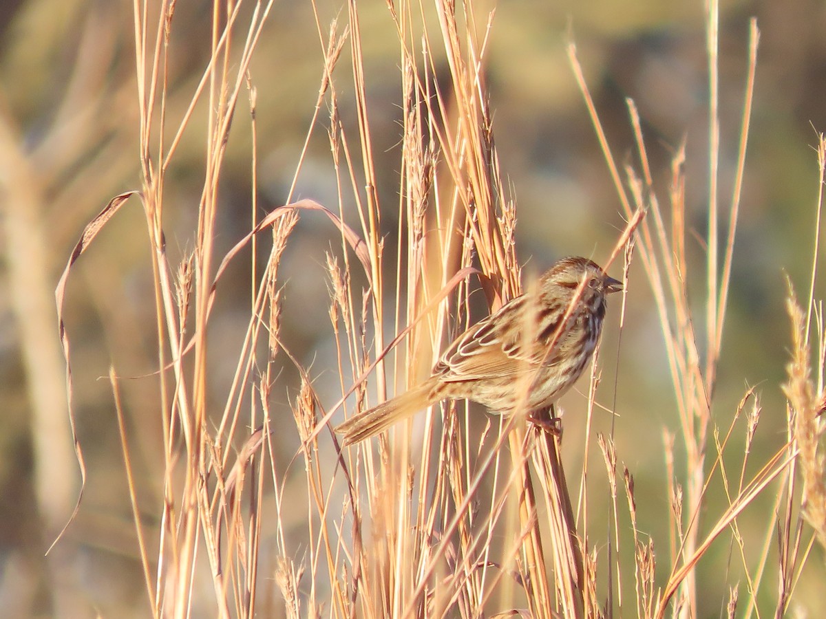 strnadec zpěvný - ML646360175