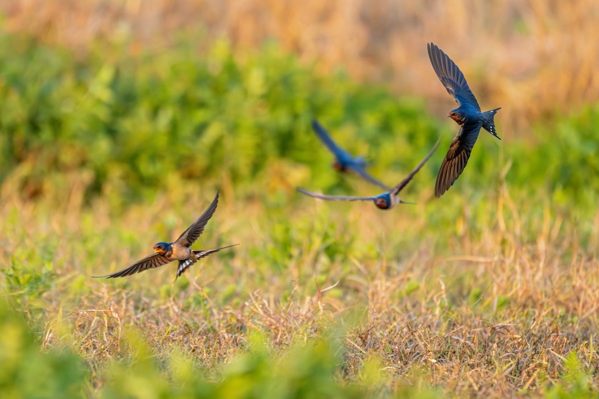 Ластівка сільська - ML646360179