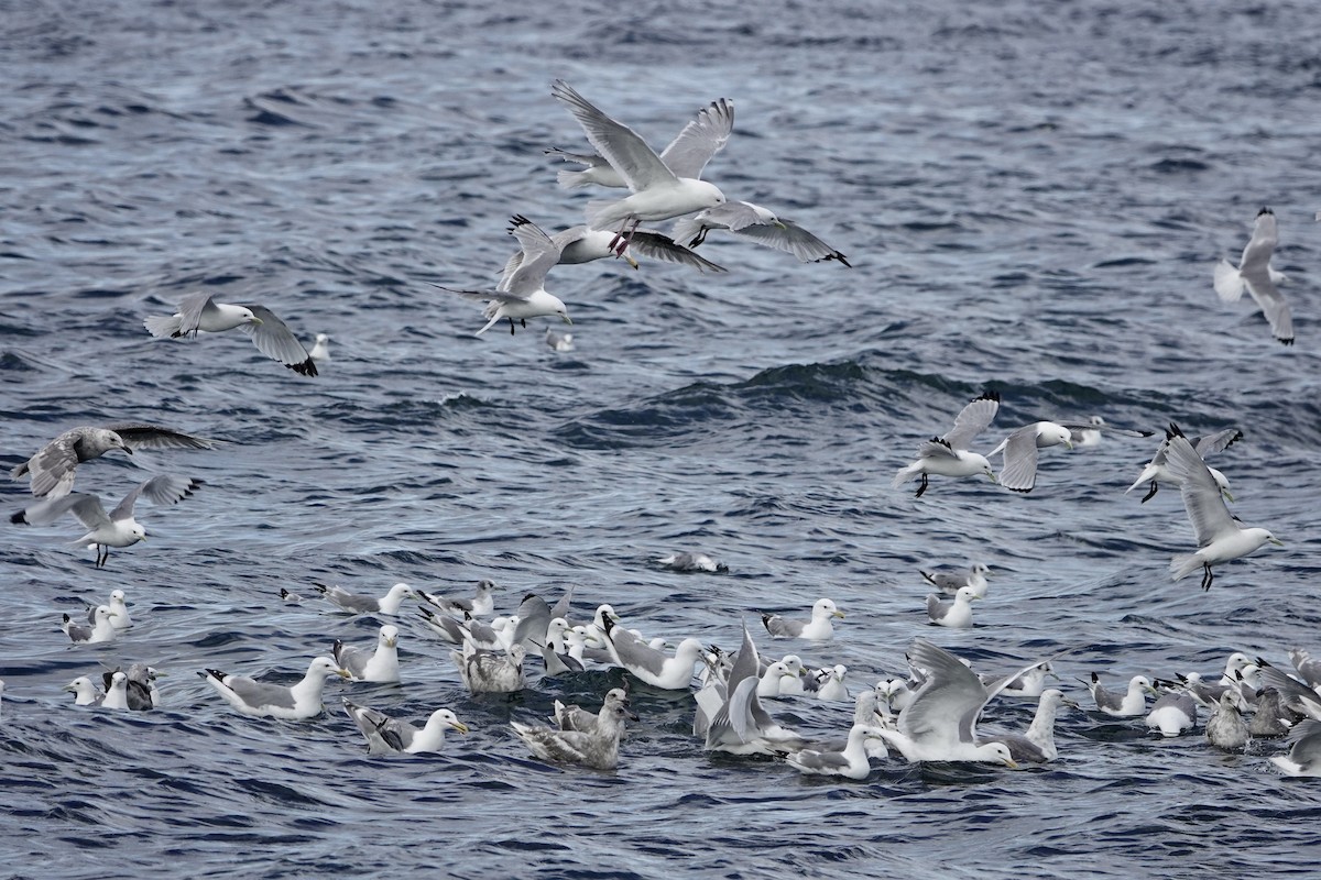 Black-legged Kittiwake - ML646360180