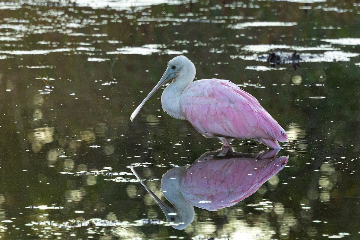 Espátula Rosada - ML646360181