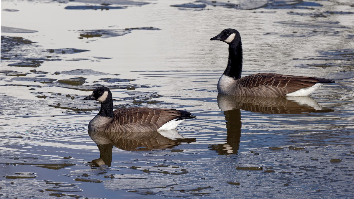 Bernache du Canada - ML646360182