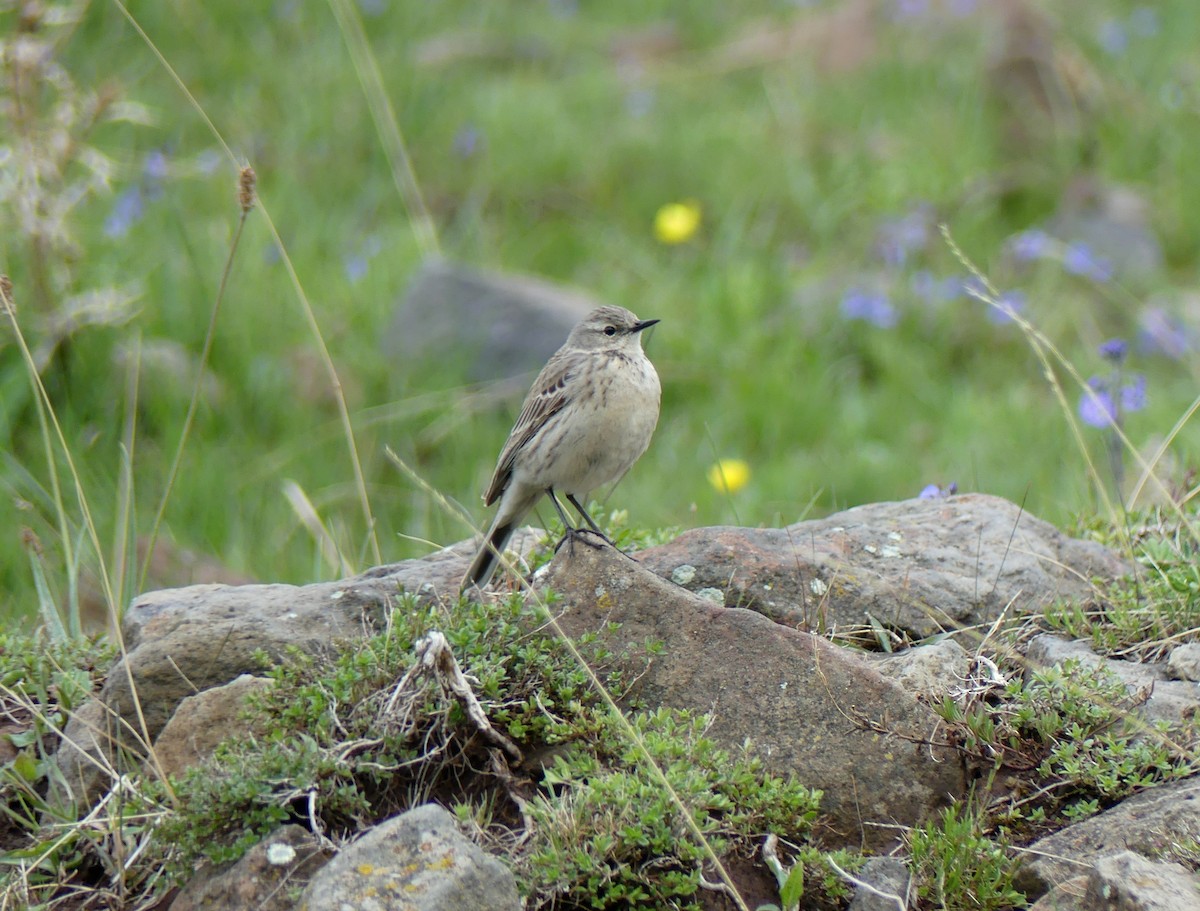 Bisbita Alpino - ML646360186