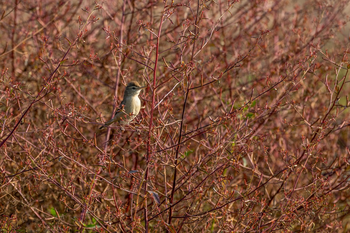 ヒメウタイムシクイ - ML646360198