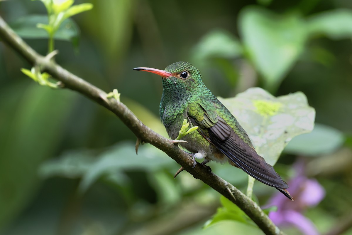 Rufous-tailed Hummingbird - ML646360201