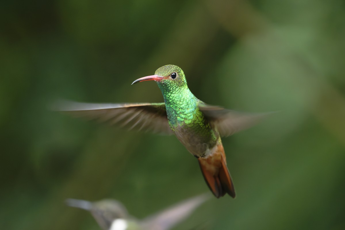 Rufous-tailed Hummingbird - ML646360202