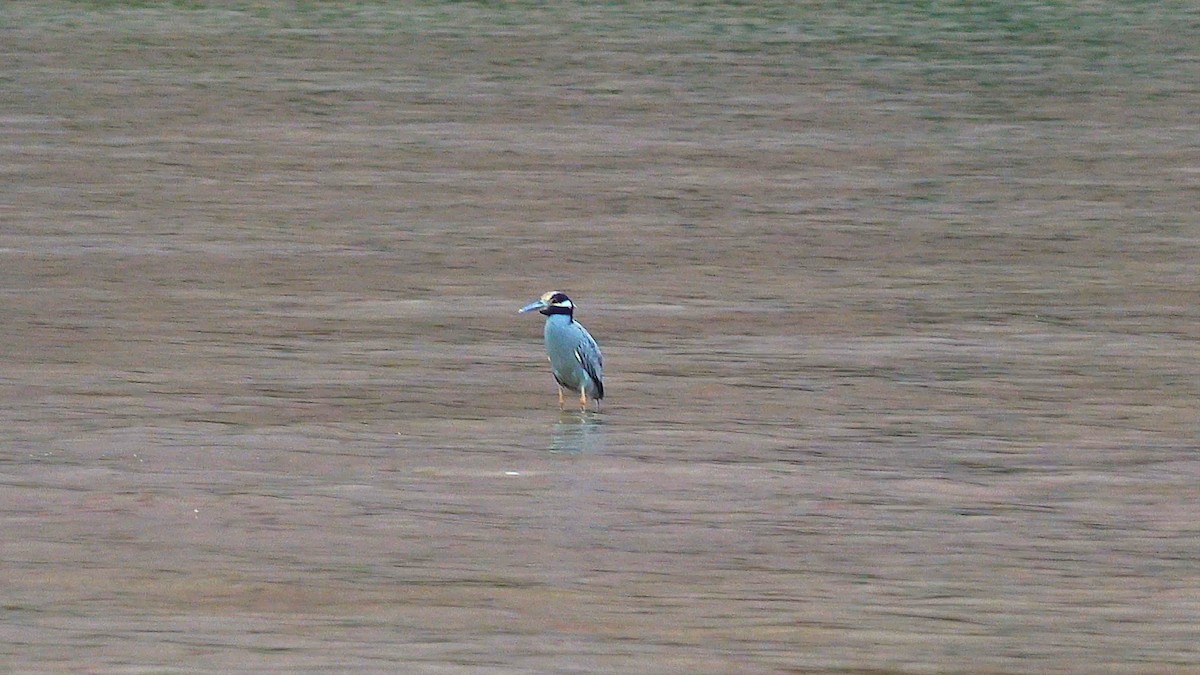 אנפת לילה צהובת-כיפה - ML646360203