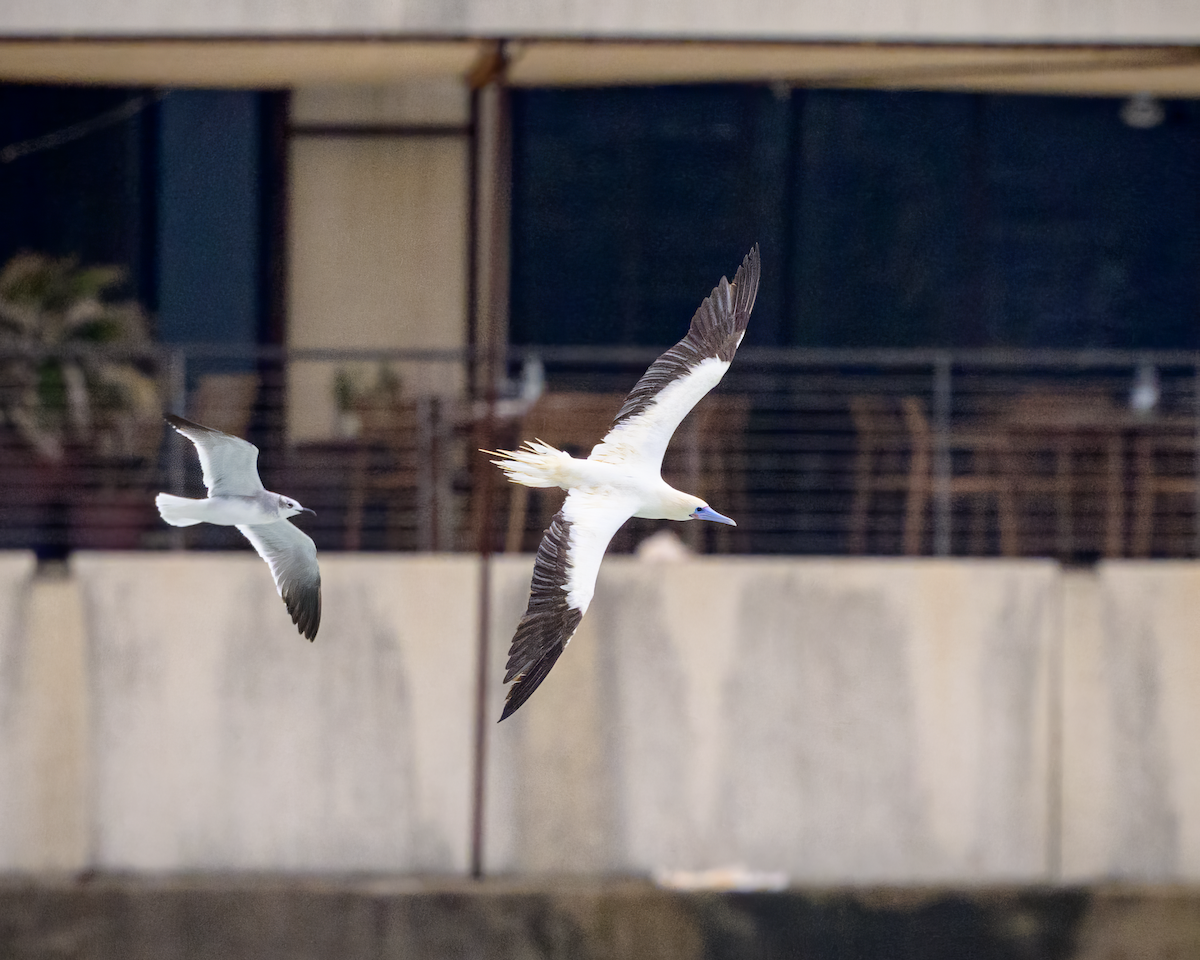 Сула червононога - ML646360204