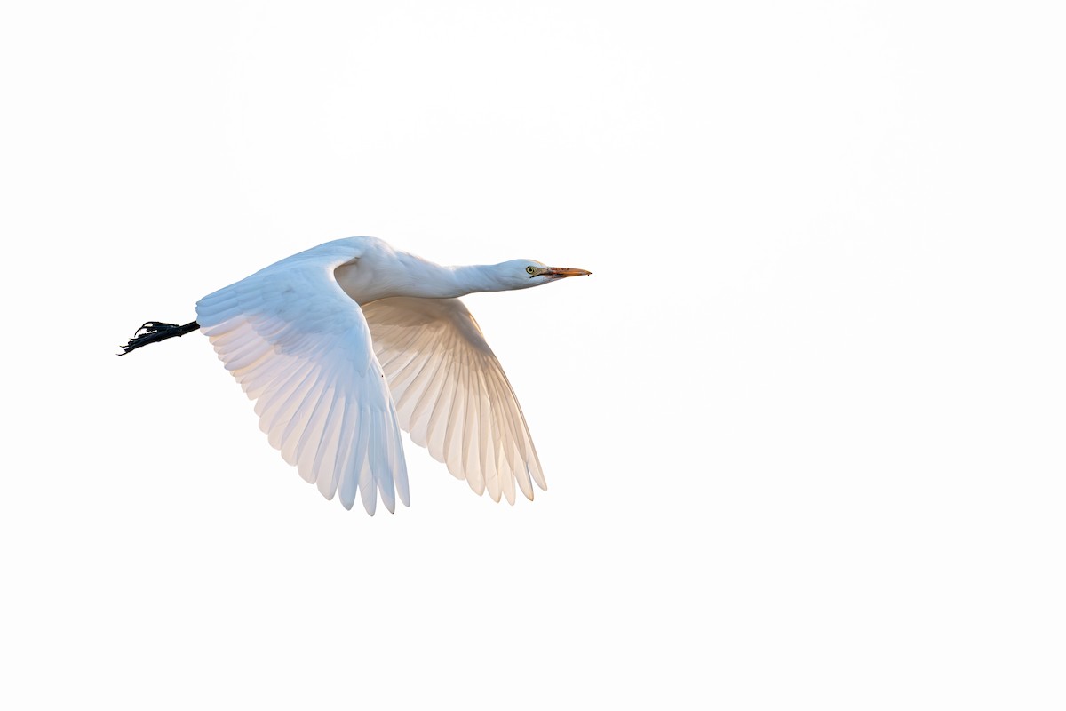 アマサギ - ML646360205