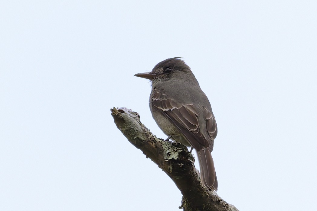 Smoke-colored Pewee - ML646360206