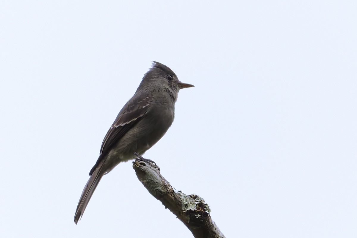 Smoke-colored Pewee - ML646360207