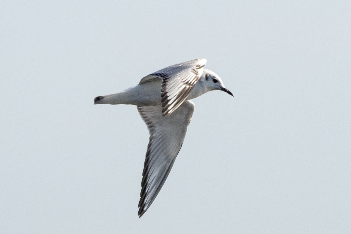 Bonaparte's Gull - ML646360208
