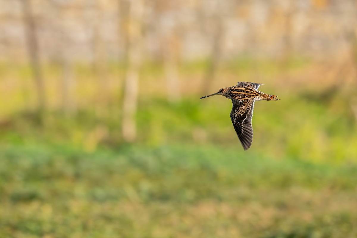 タシギ - ML646360209