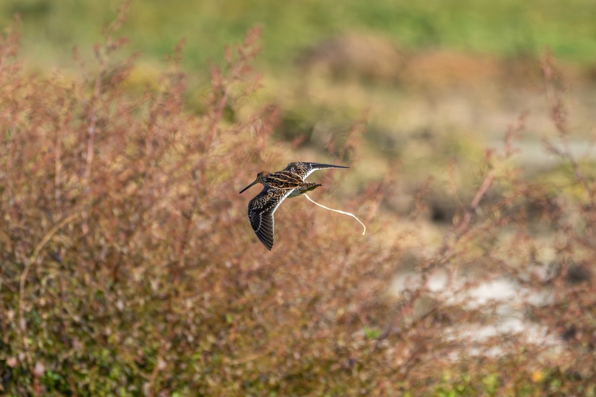 タシギ - ML646360210