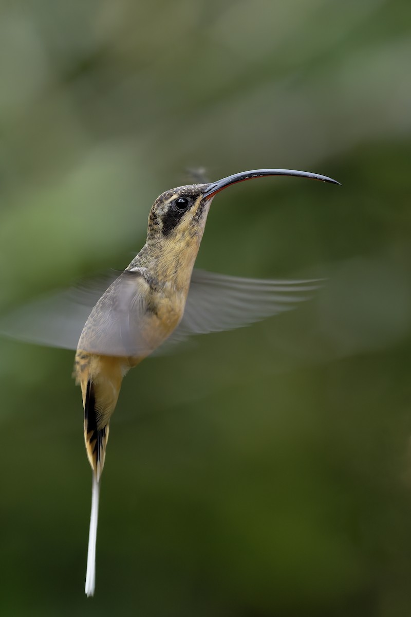 Tawny-bellied Hermit - ML646360211