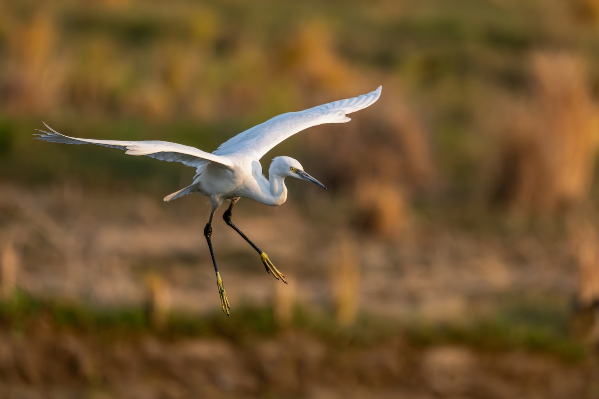 コサギ - ML646360212