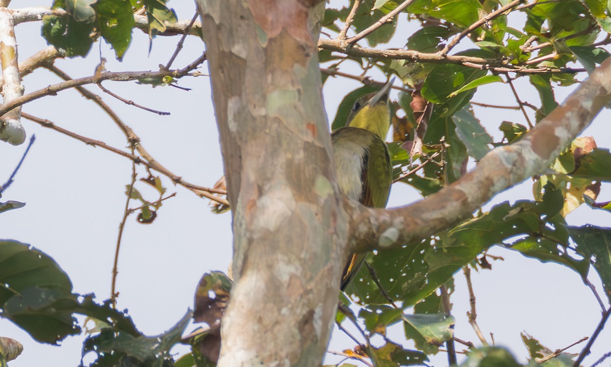 Greater Yellownape - ML646360213