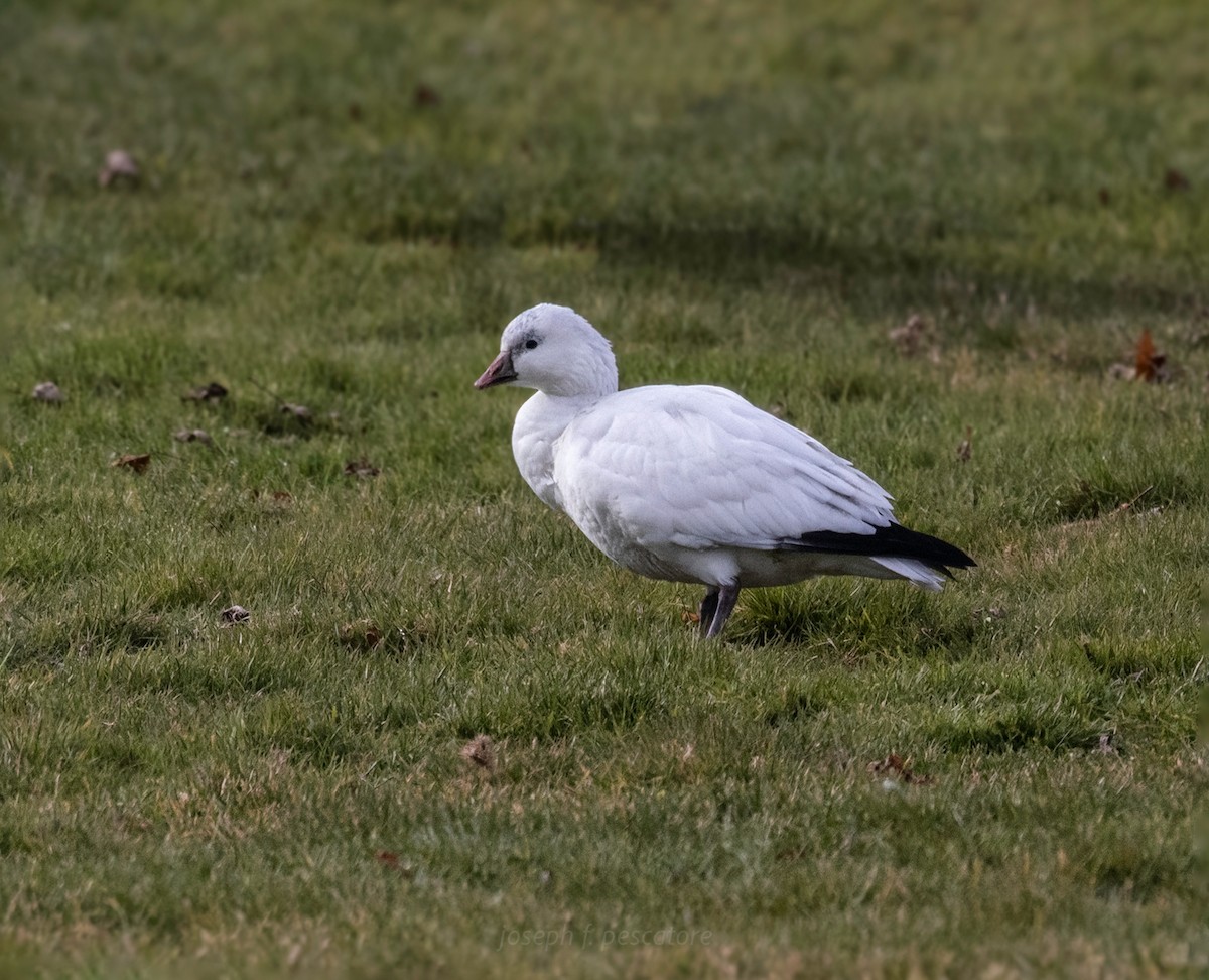 Ross's Goose - ML646360214