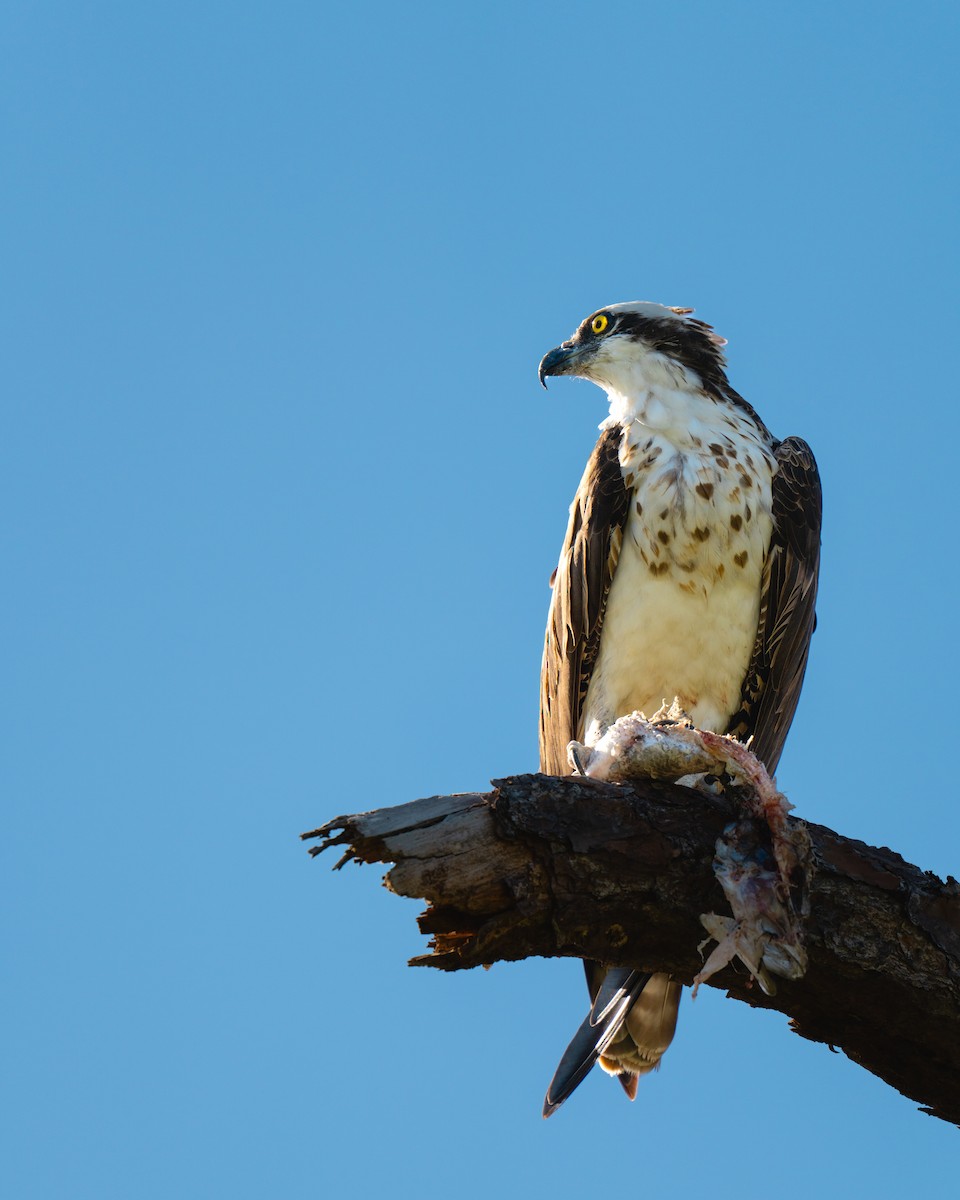 Osprey - ML646360215