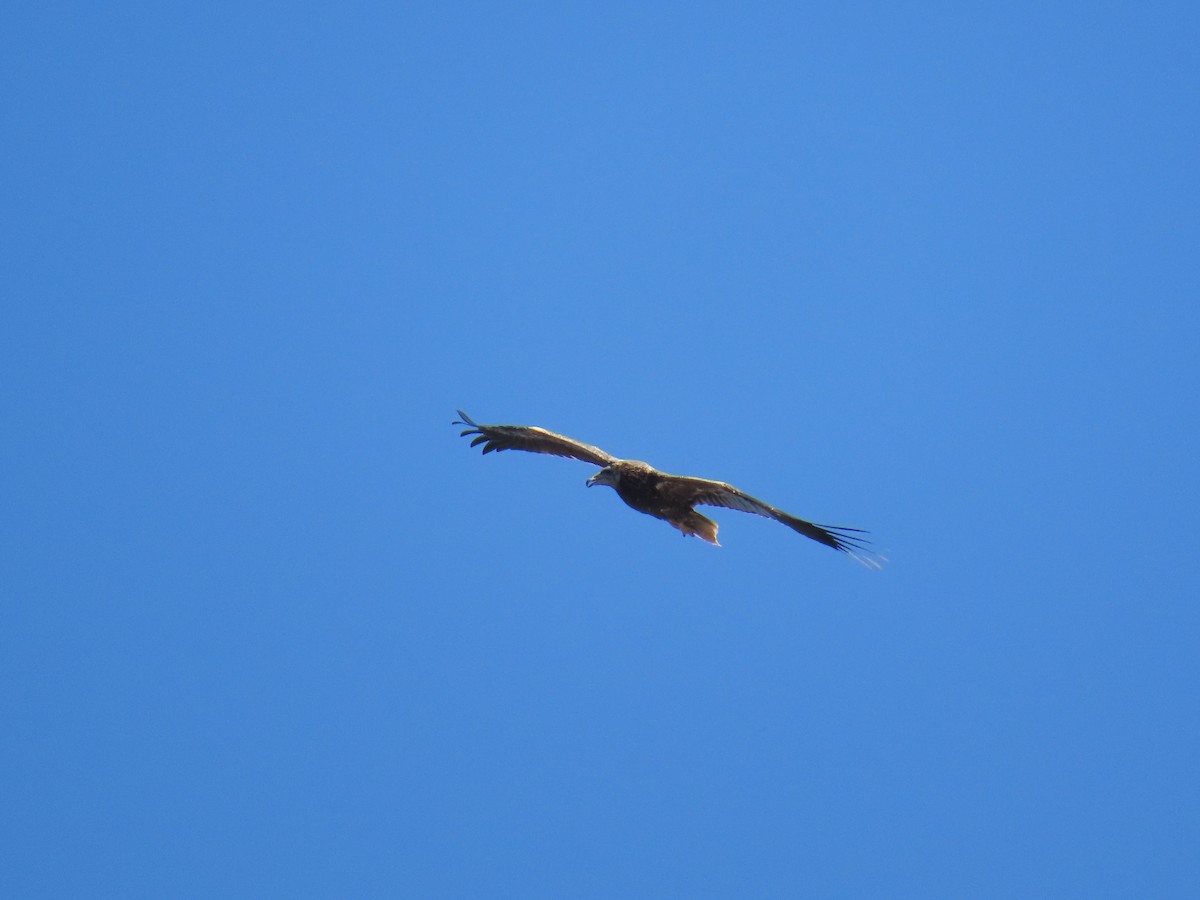 Дэлт ёл - ML646360218