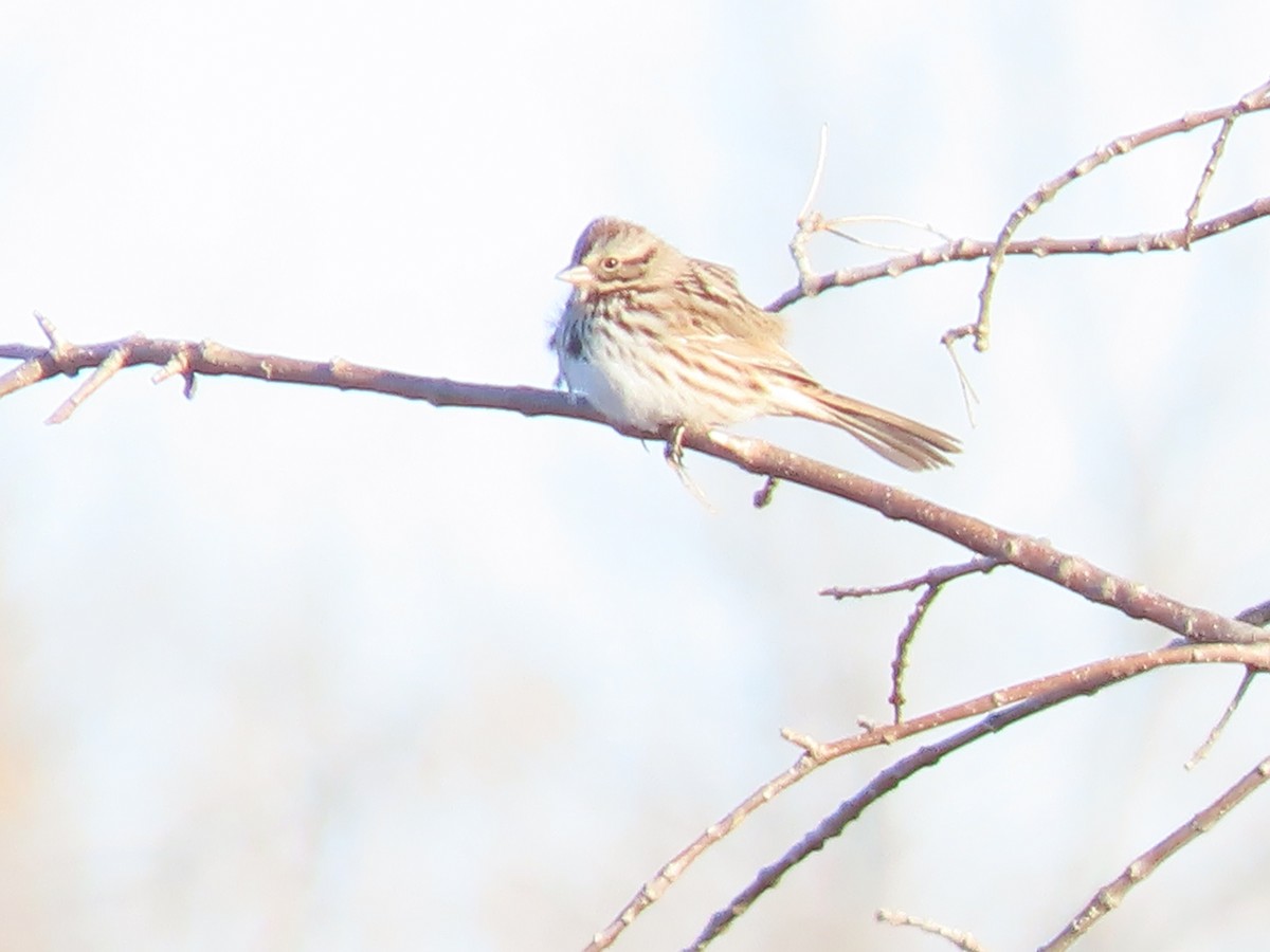 strnadec zpěvný - ML646360219