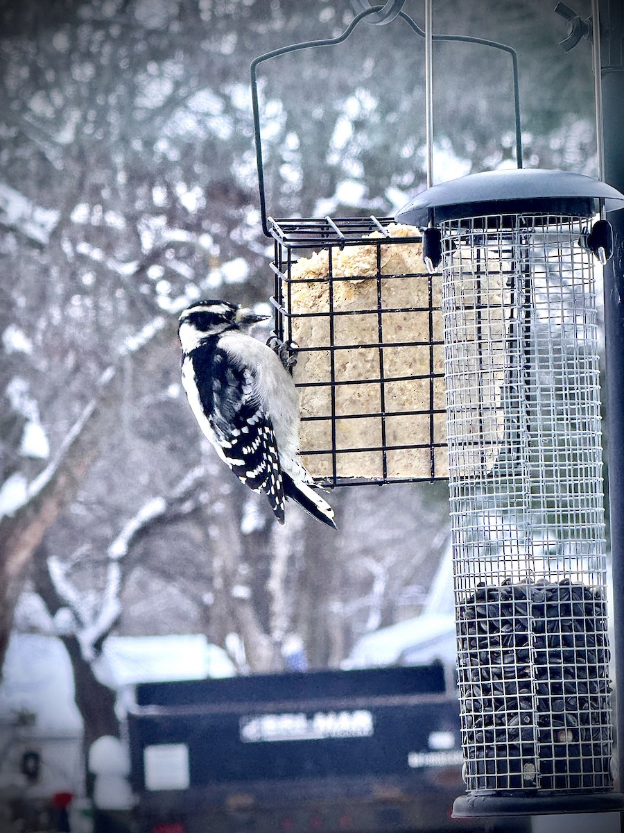 Downy Woodpecker - ML646360220