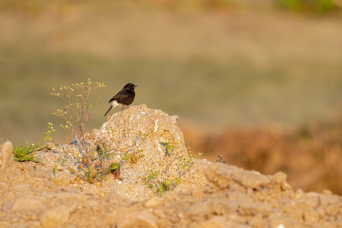 クロノビタキ - ML646360221