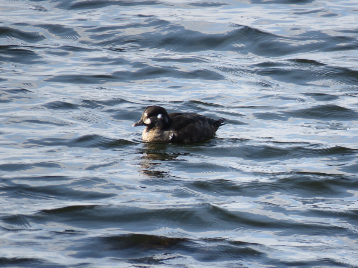 Palyaço Ördeği - ML646360222