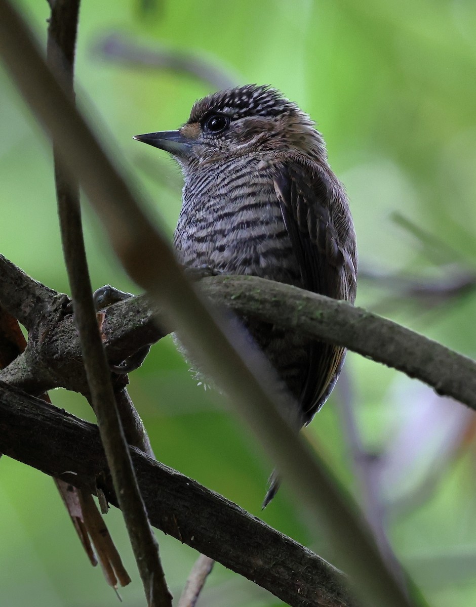 Carpinterito Variable - ML646360226